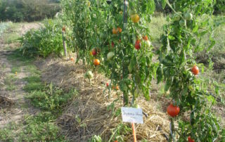 Jardin partagé dans le gite en Vendée