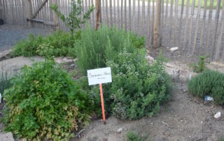 Plantes aromatiques à partager dans le gite en Vendée