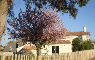 Arbre violet fleuris dans le gite en Vendée