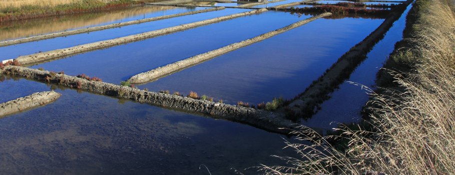 Marais salant de la Guittière